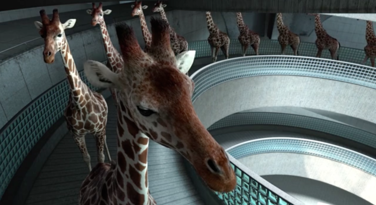 Happy Giraffes Diving Into Pool Will Warm your Heart